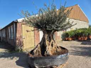 Online auction Mediterrane palmen, olijfbomen, fruitbomen en planten