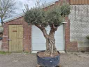 Online auction Mediterrane palmen, olijfbomen, fruitbomen en planten